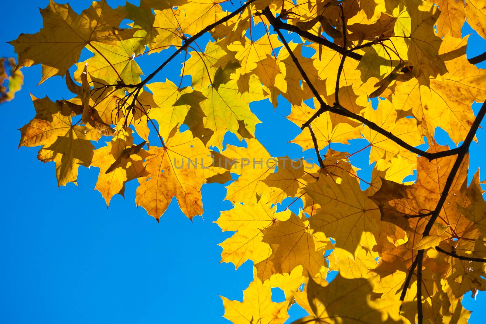 Beautiful photo of autumn maple with golden yellow leaves