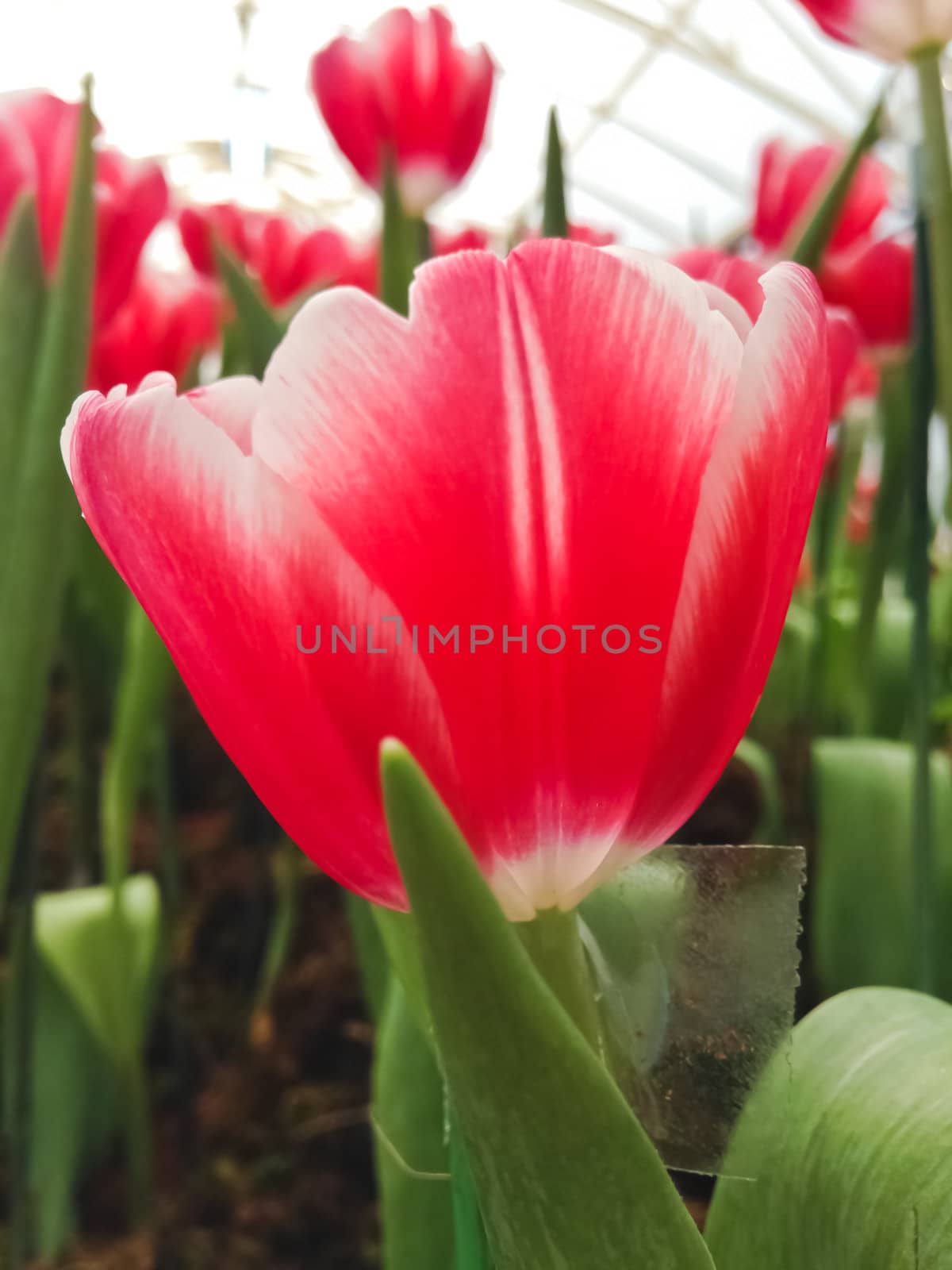 colorful tulips. tulips in spring 