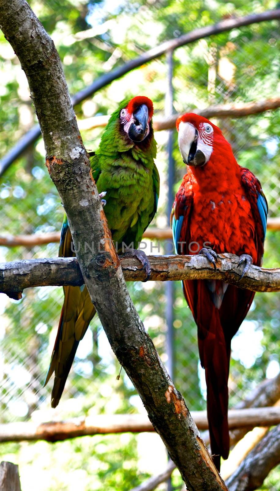 Eyecontact at the Zoo