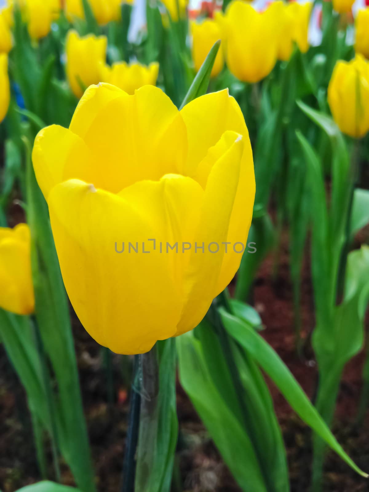 colorful tulips. tulips in spring 