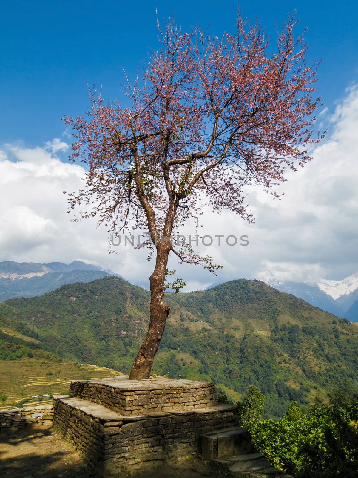 Single tree in Nepal by dutourdumonde