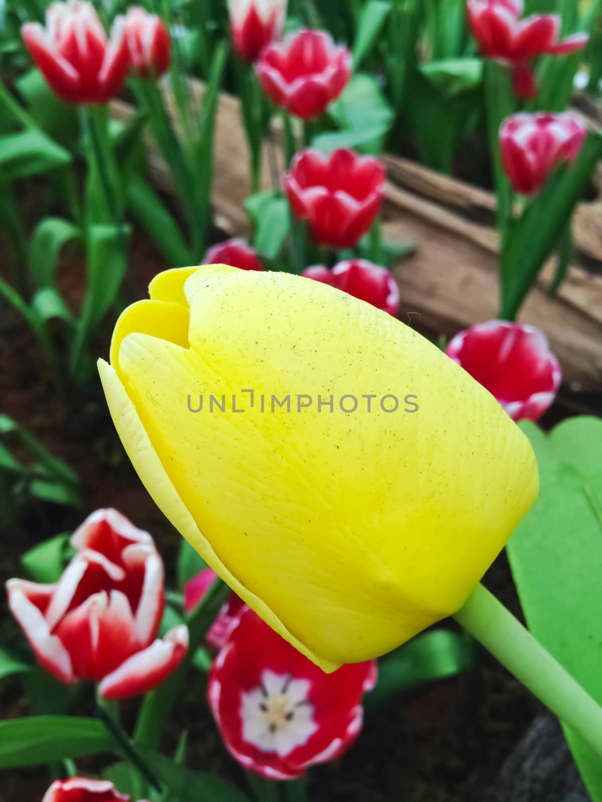 colorful tulips. tulips in spring  by nikky1972