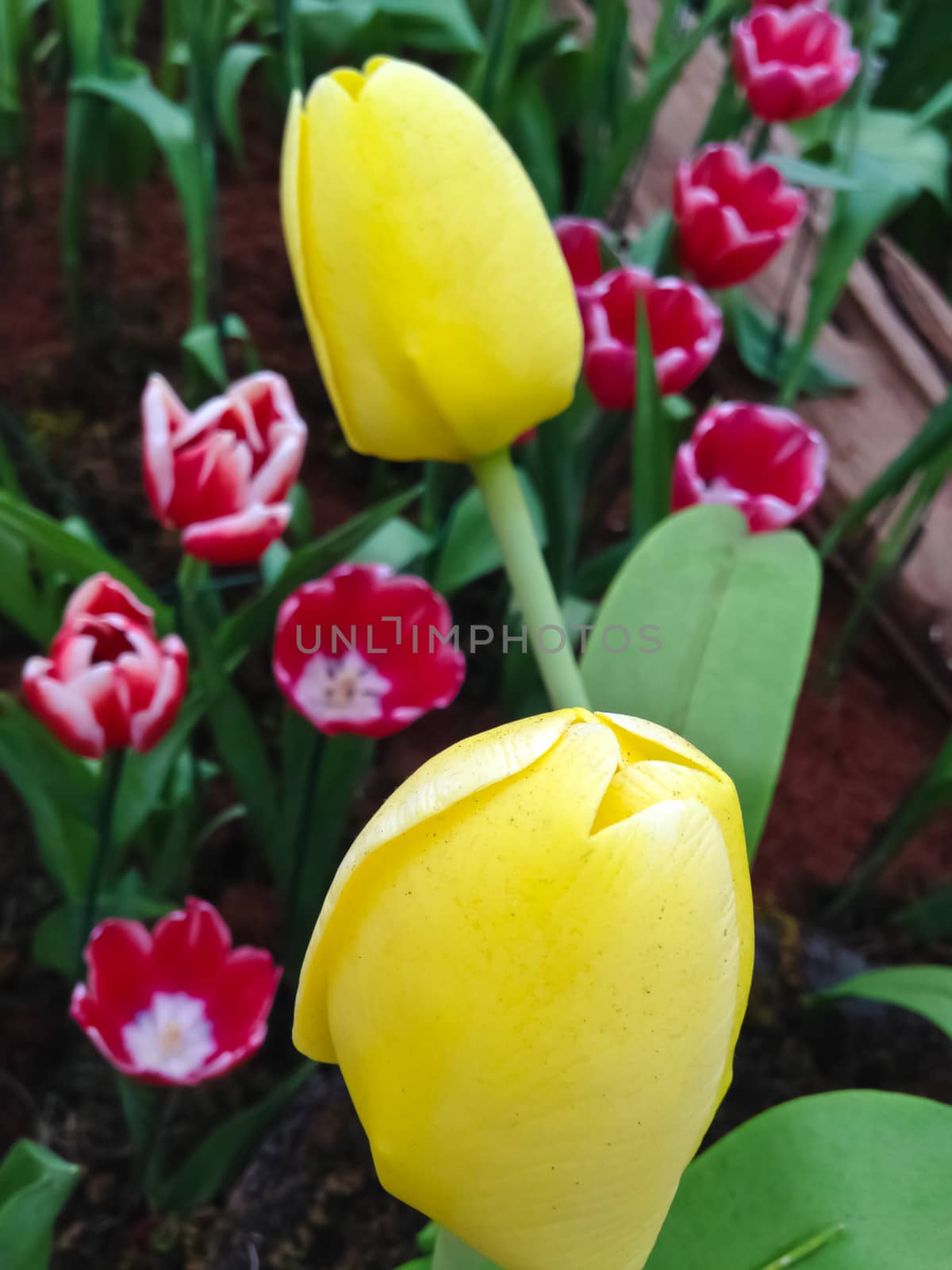 colorful tulips. tulips in spring 