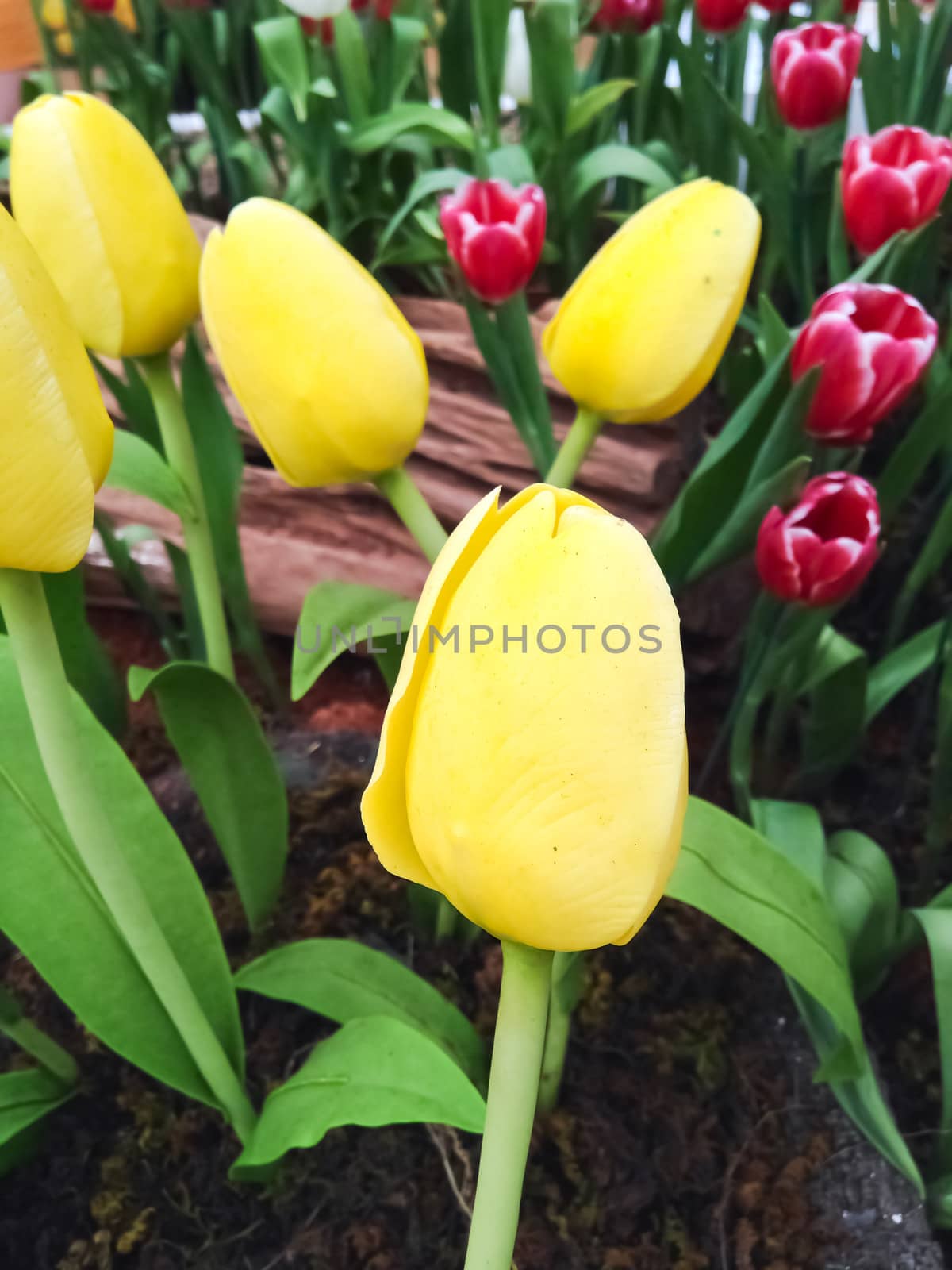 colorful tulips. tulips in spring 