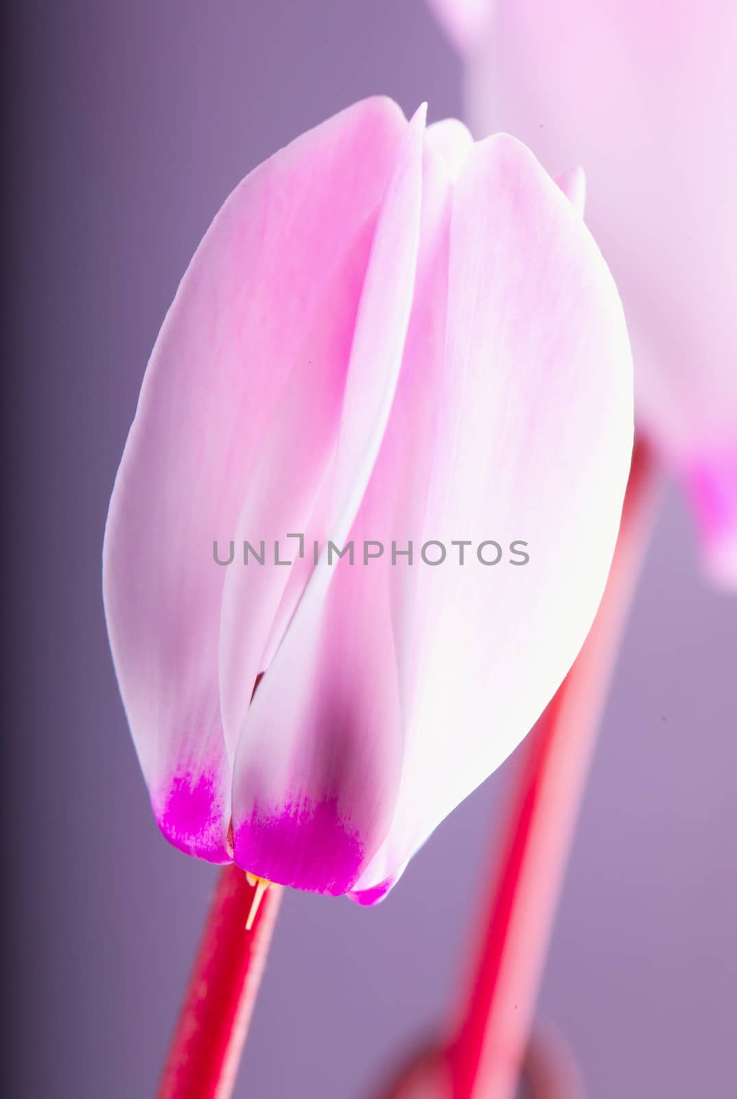 Pink cyclamen in close up, wooden backgroun