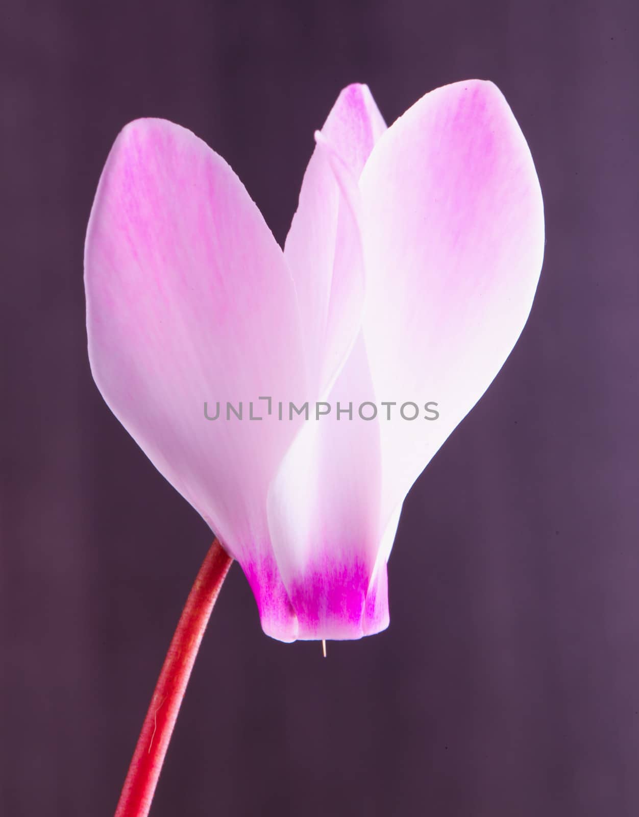 Pink cyclamen in close up, wooden backgroun