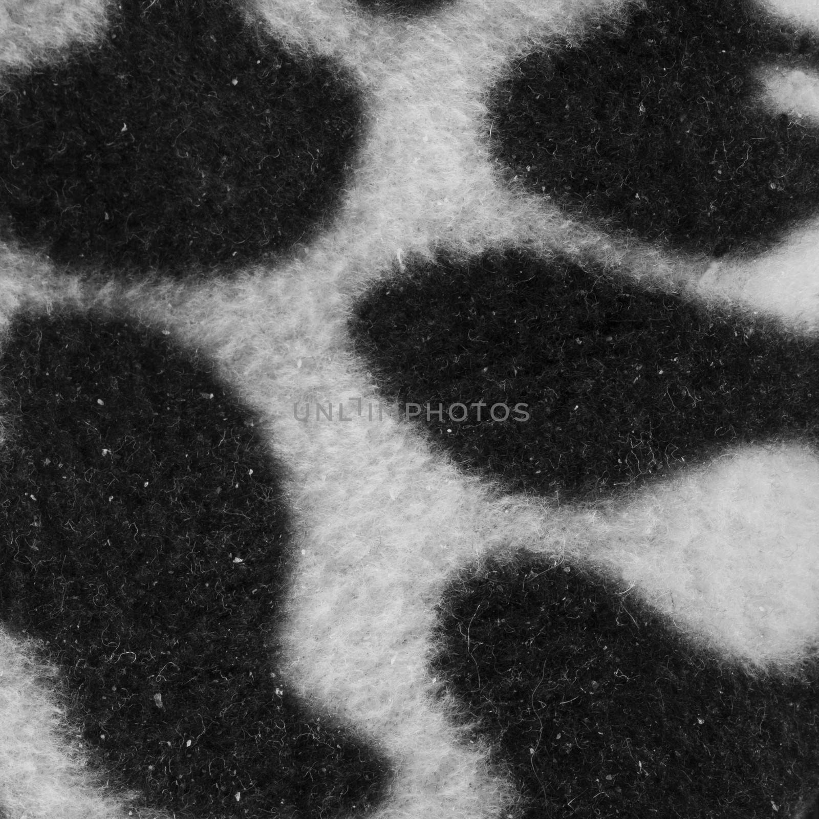 Leopard black and white background in close up