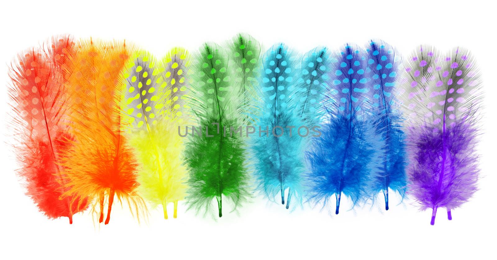 Guinea fowl feathers are painted in bright colors of a rainbow isolated on white background. collage 