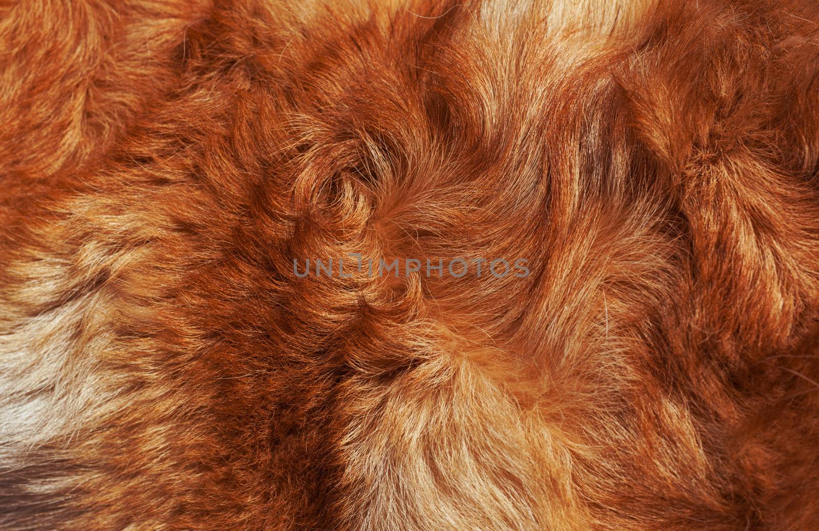 Dog fur close-up. bright-red, yellow, gray, white color. 