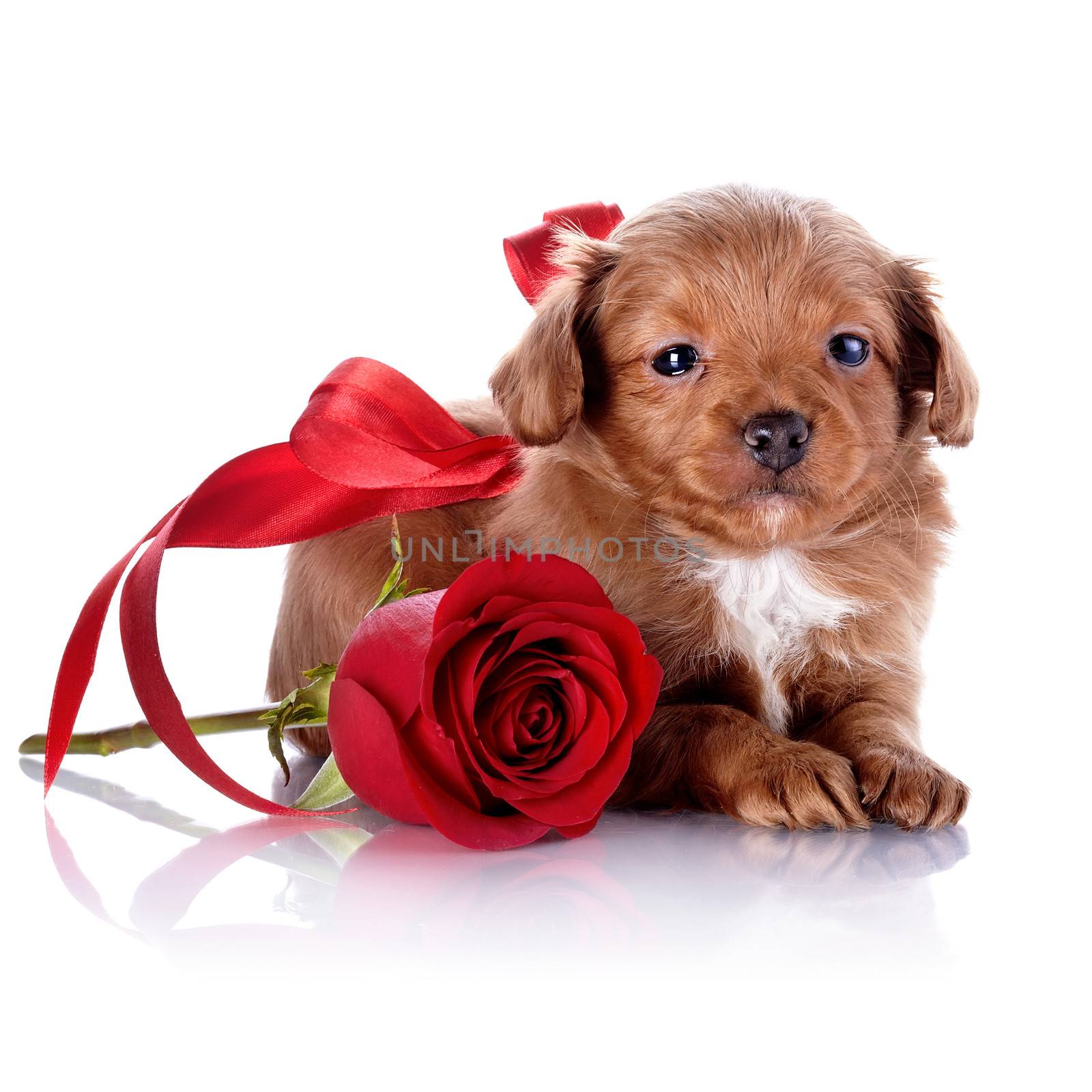 Puppy with a red bow and a rose. Puppy of a decorative doggie. Decorative dog. Puppy of the Petersburg orchid on a white background