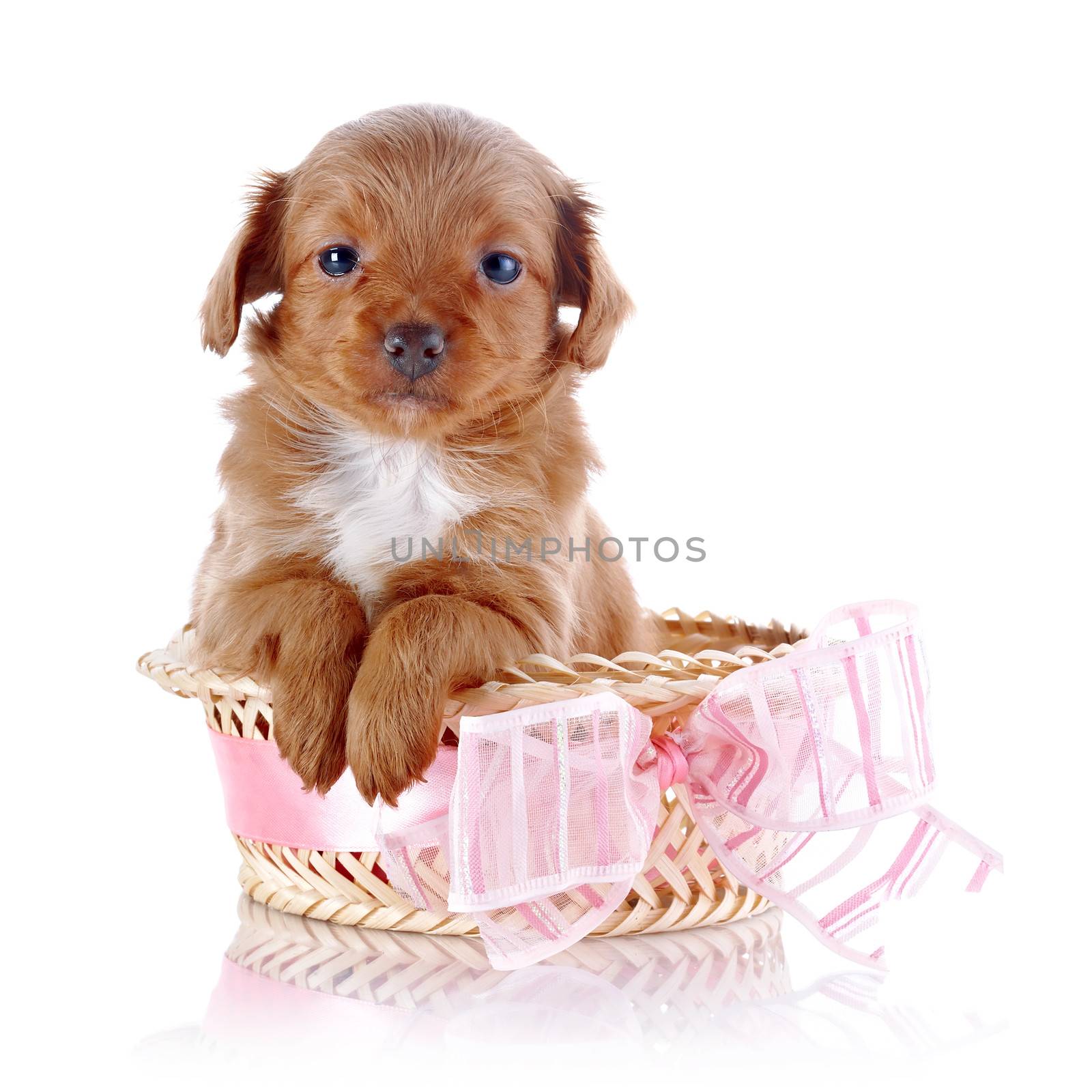 Puppy in a wattled basket with a pink bow. by Azaliya
