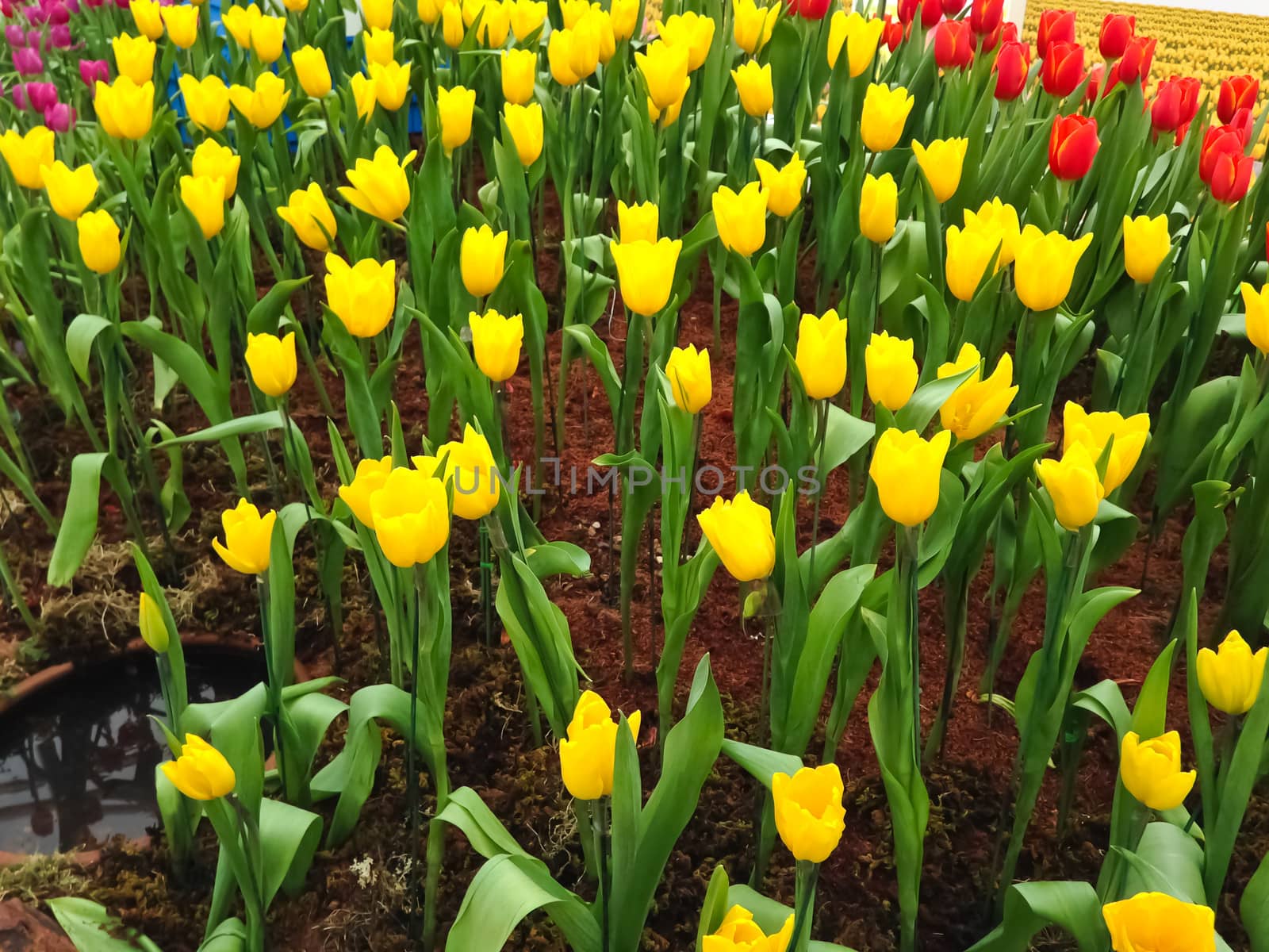 colorful tulips. tulips in spring  by nikky1972