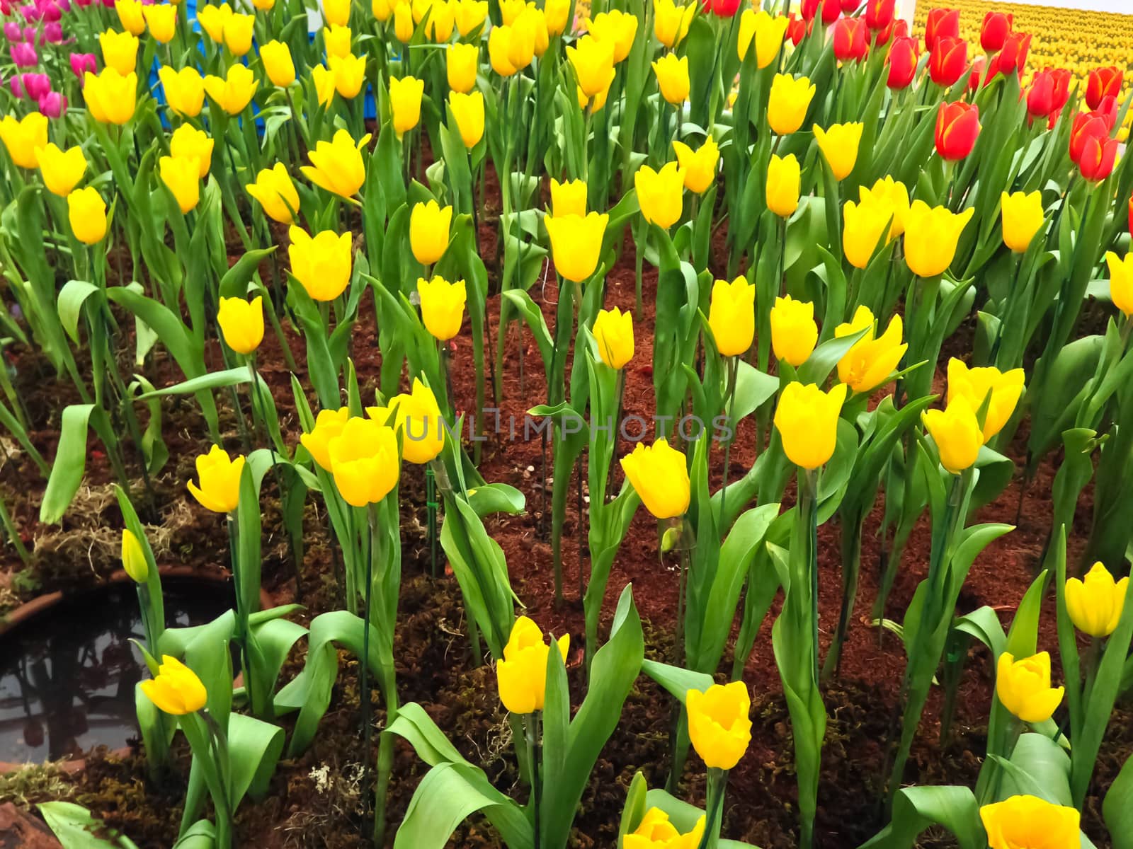 colorful tulips. tulips in spring  by nikky1972