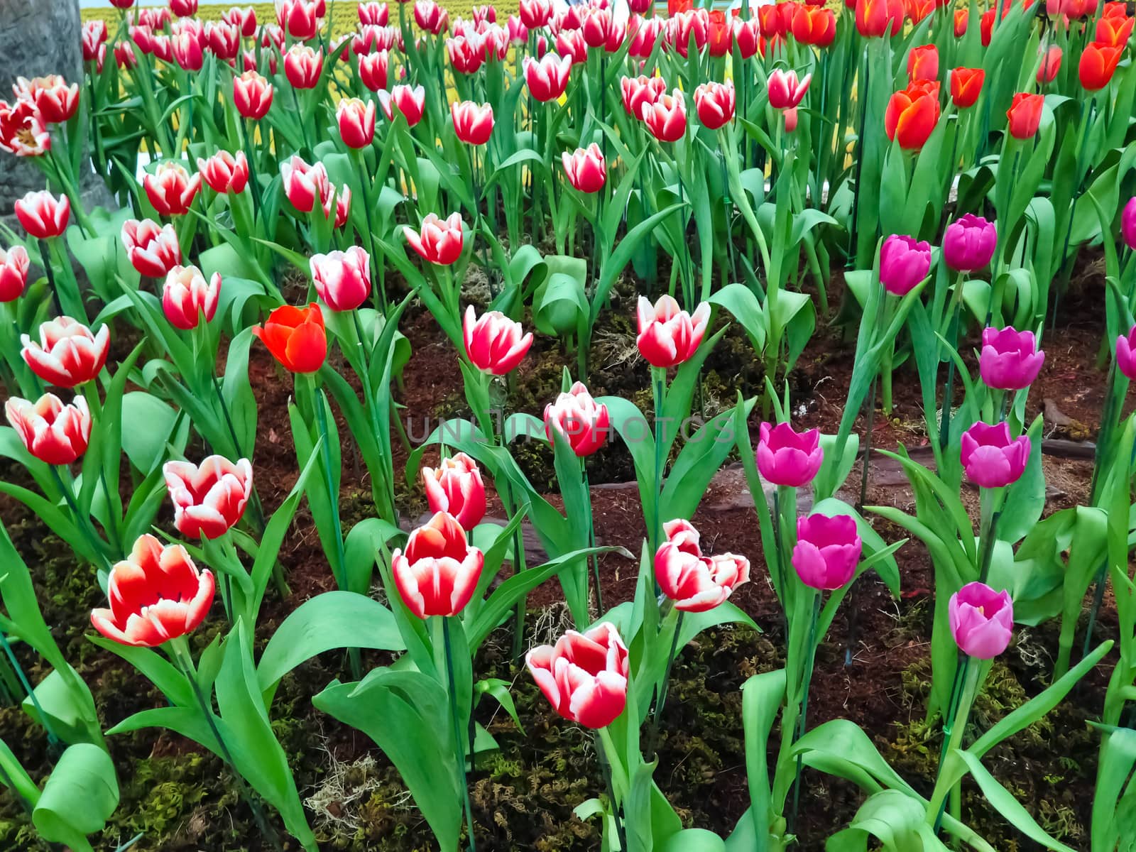 colorful tulips. tulips in spring  by nikky1972