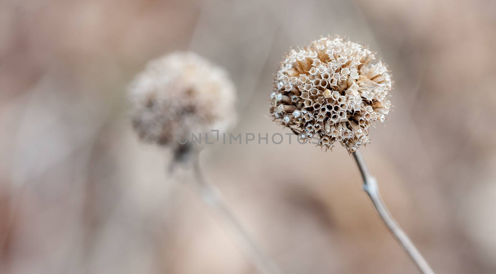 Thistle in the Winter by Coffee999