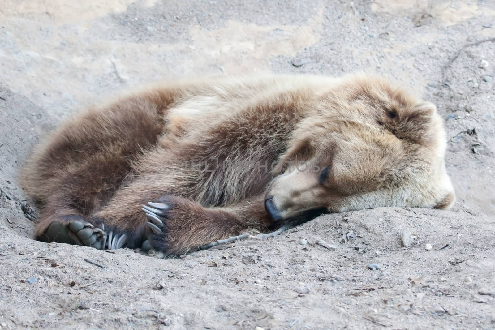 Brown Bear in the wild laying down in soft focus