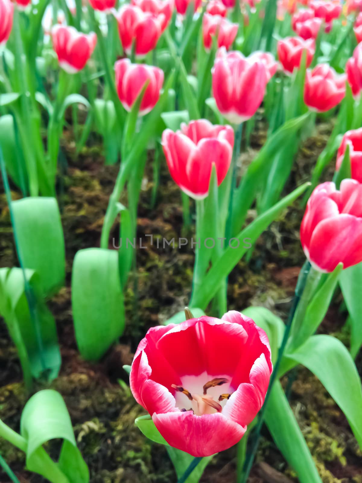 colorful tulips. tulips in spring 