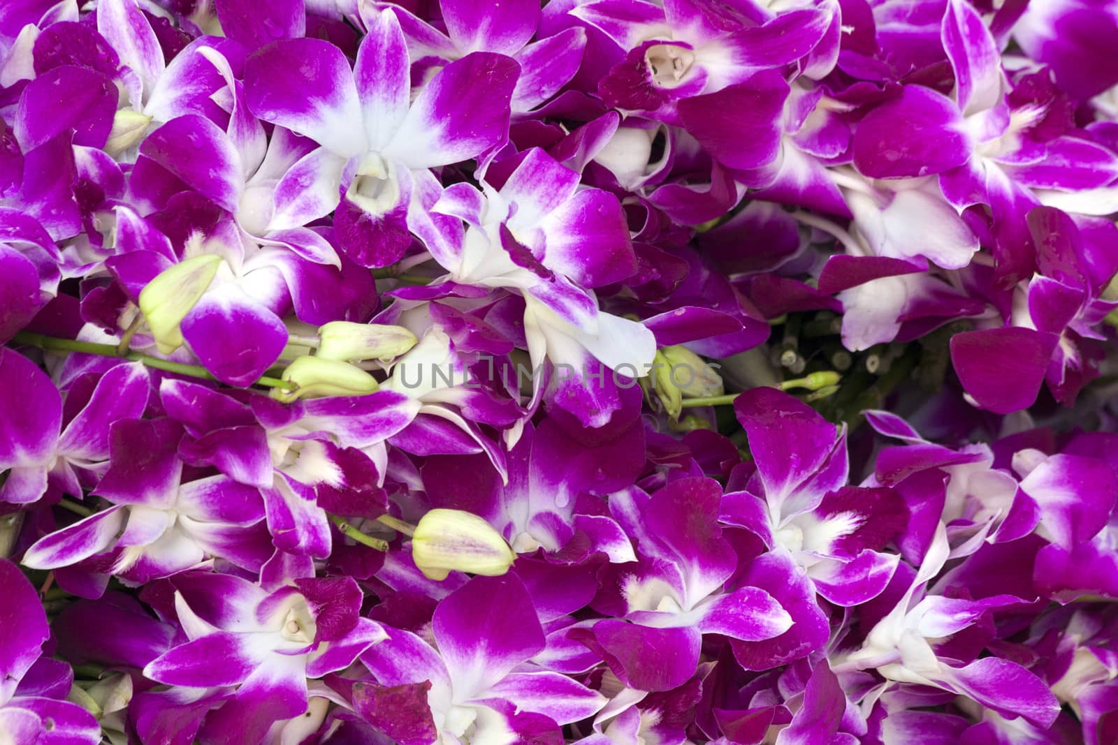 Purple and white orchids - flower market Bangkok