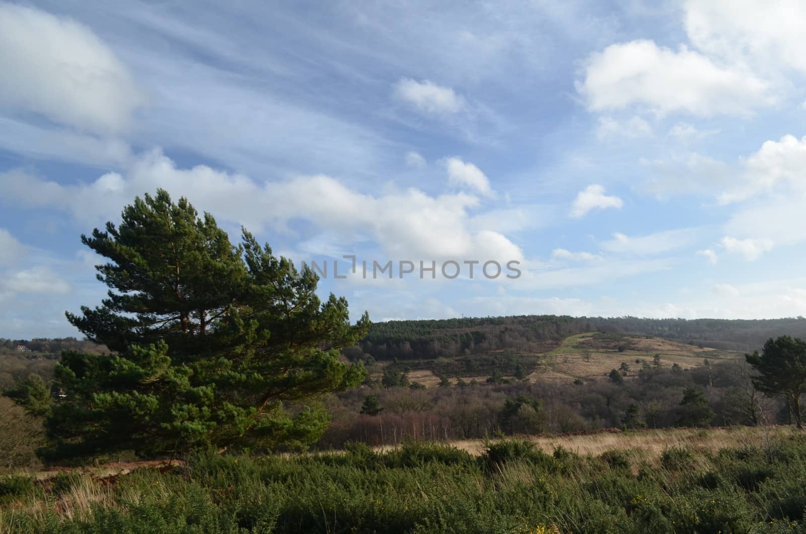 Ashdown Forest in Sussex, England. Once used by the Monachacy for deer hunting it is now one of the largest free public open spaces in Southern England.