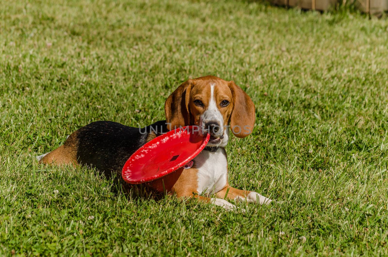 Beagle laying on the grass with a frisbee in his mouth.