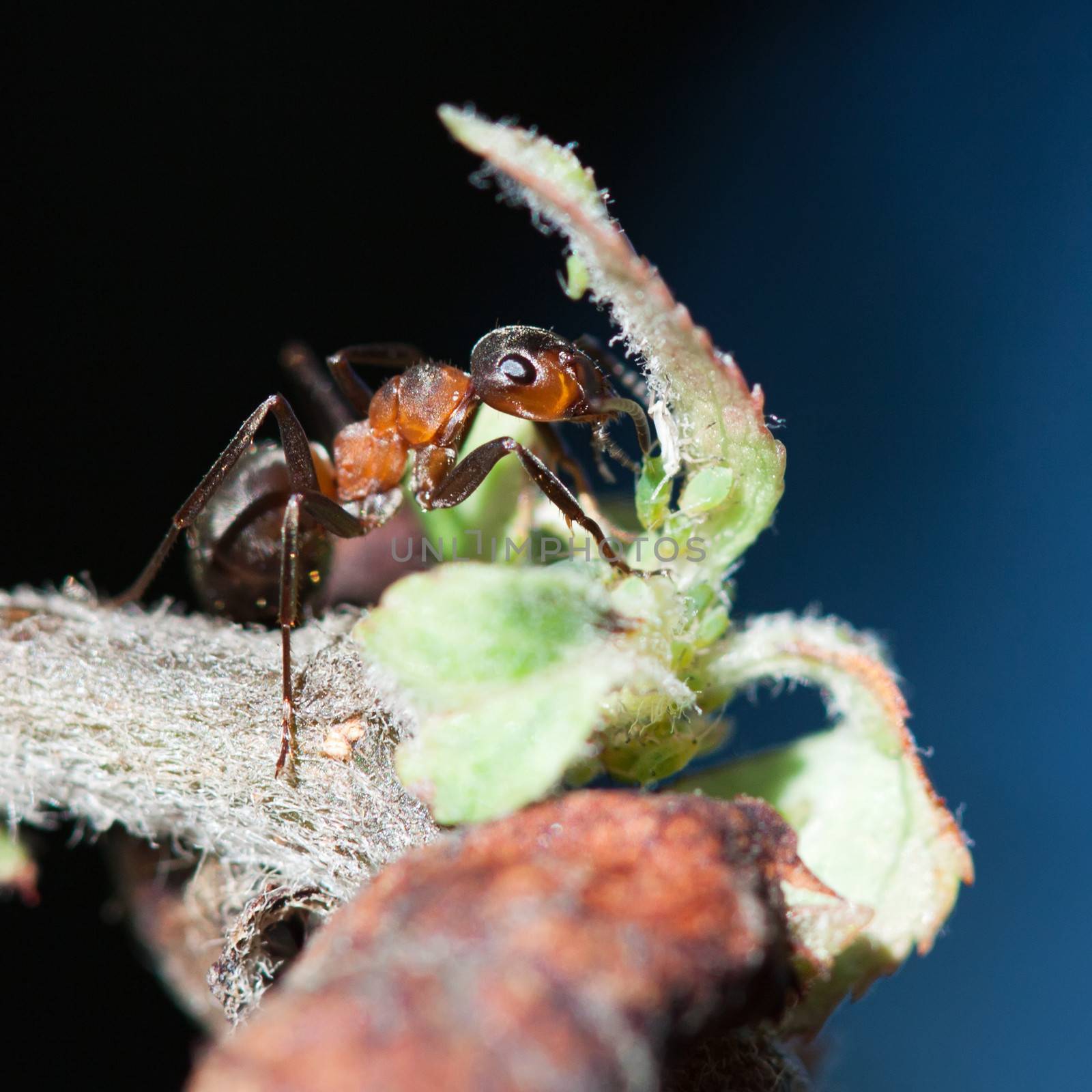 Detail ant on a tree with leaves