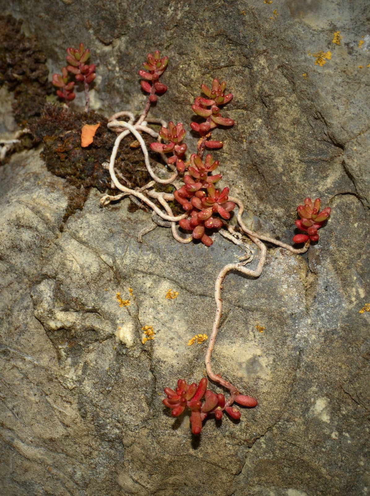 background red succulent on brown to gray the rock