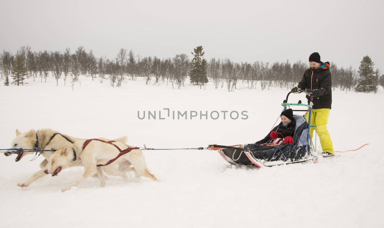 Boys on a sleigh driving a dogsled