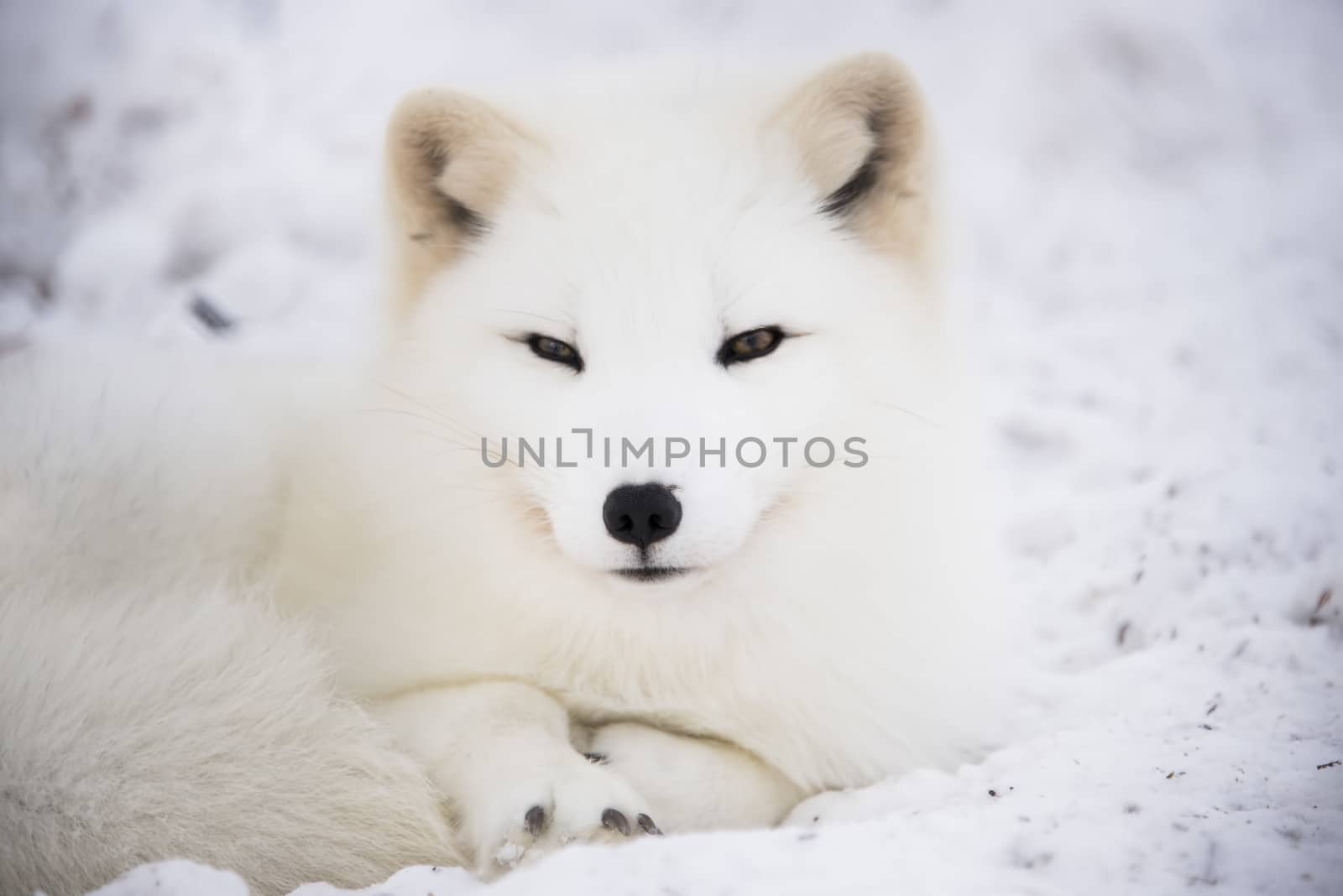 Arctic fox resting in the snow by GryT