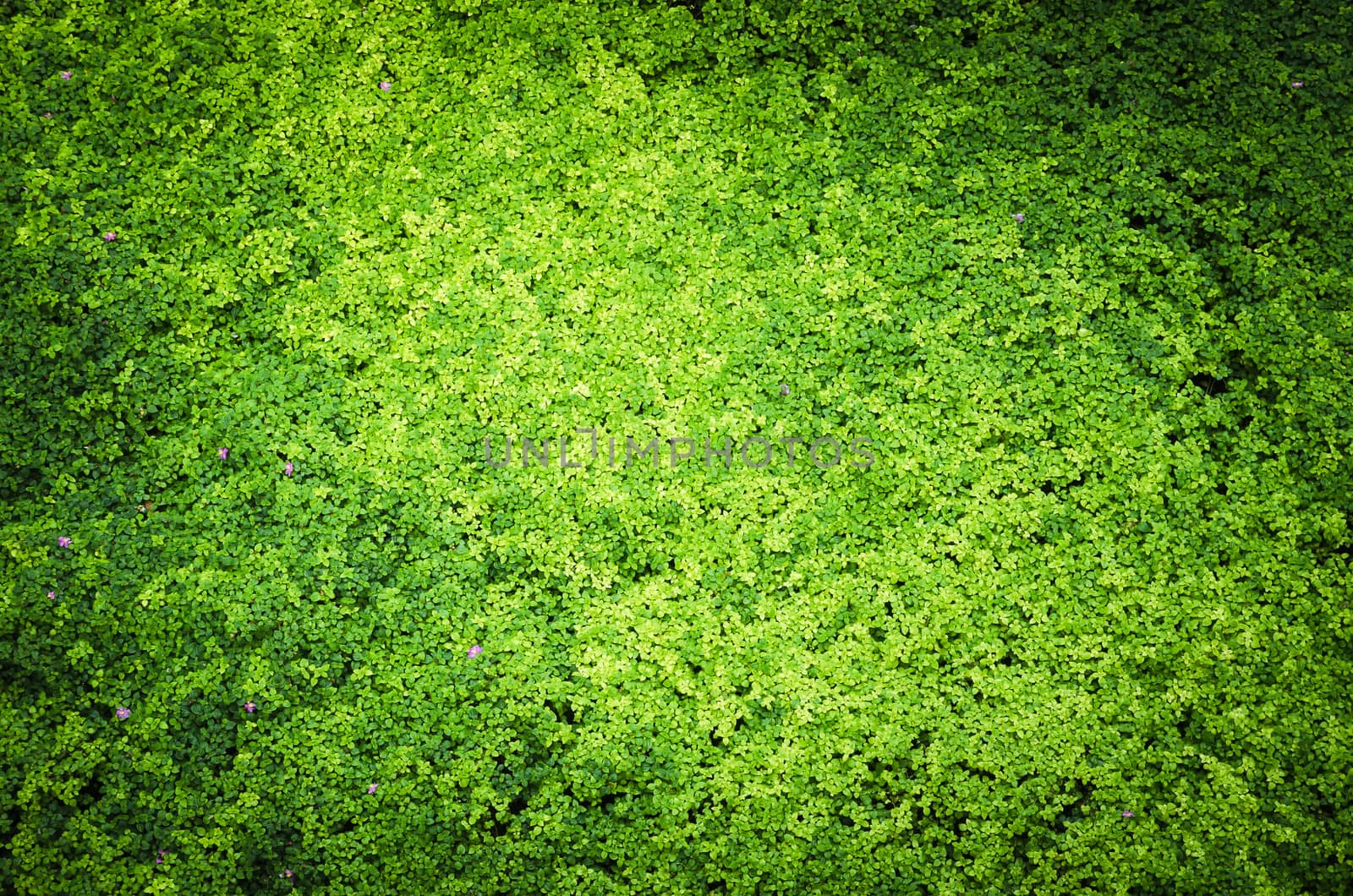 Nature Green Background, grass cover eco