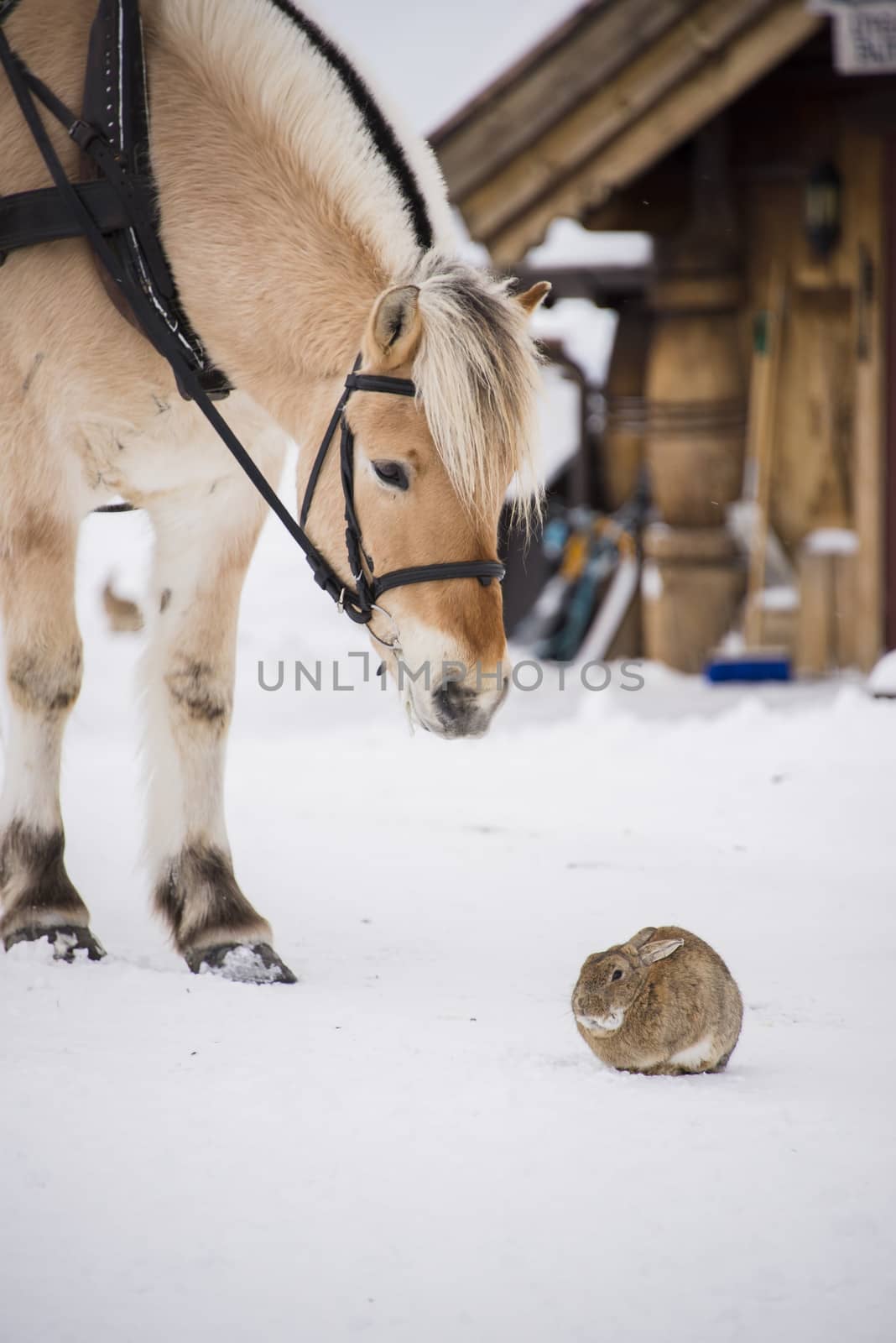 Horse and rabbit by GryT