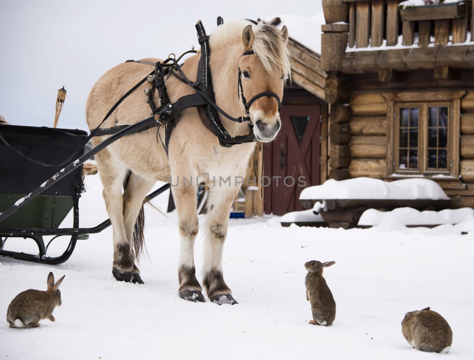 Horse and rabbits by GryT