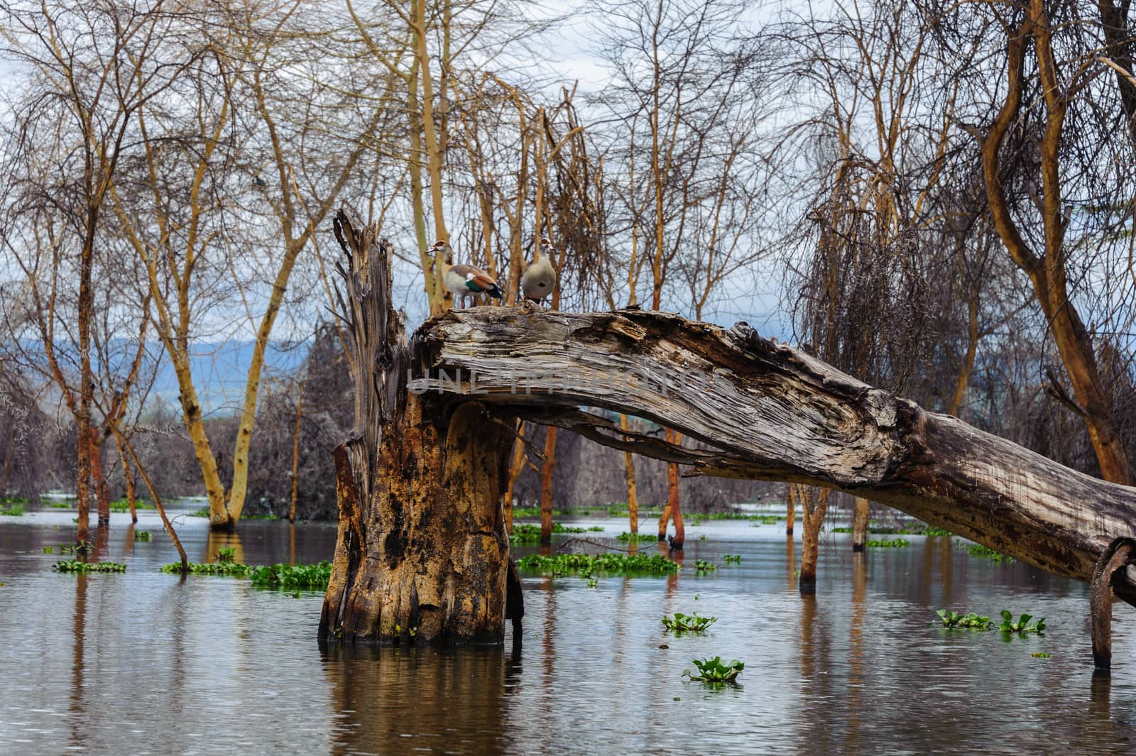 The naivasha lake where lot of wildlife lived in.