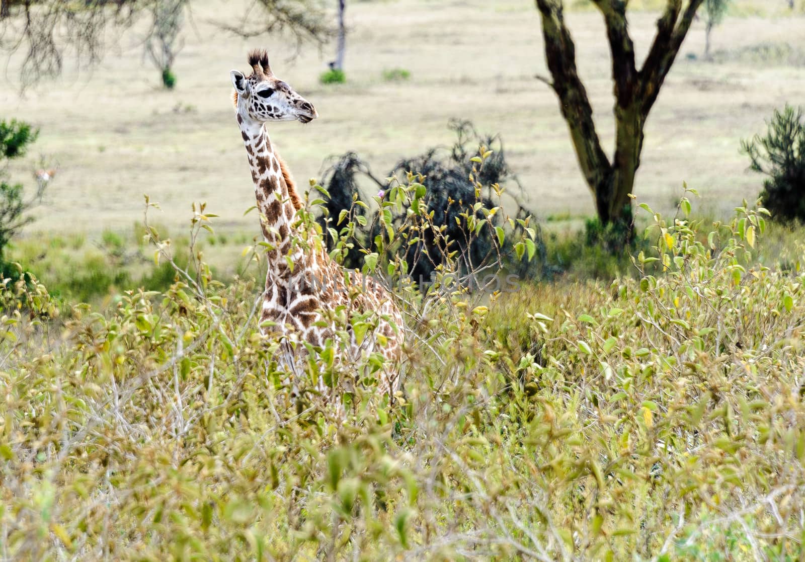 The baby giraffe in Hell's gate national park, Kenya.