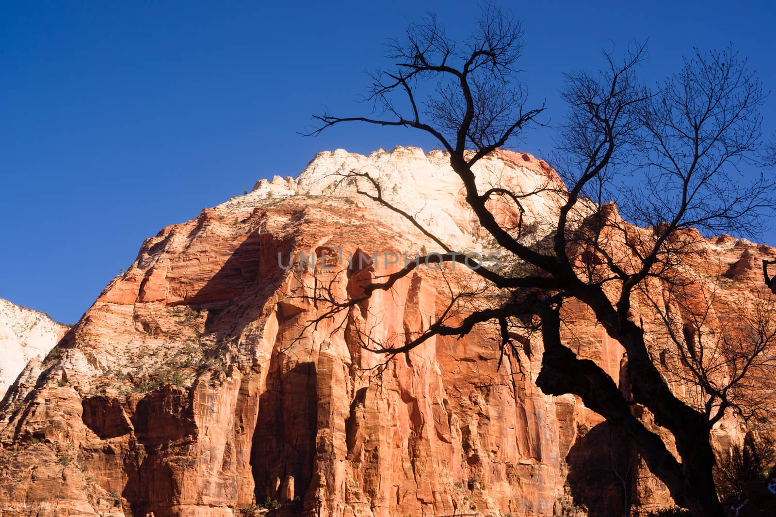 Leafless Tree Silhouette Contrast Against Red Rock Desert Mesa by ChrisBoswell