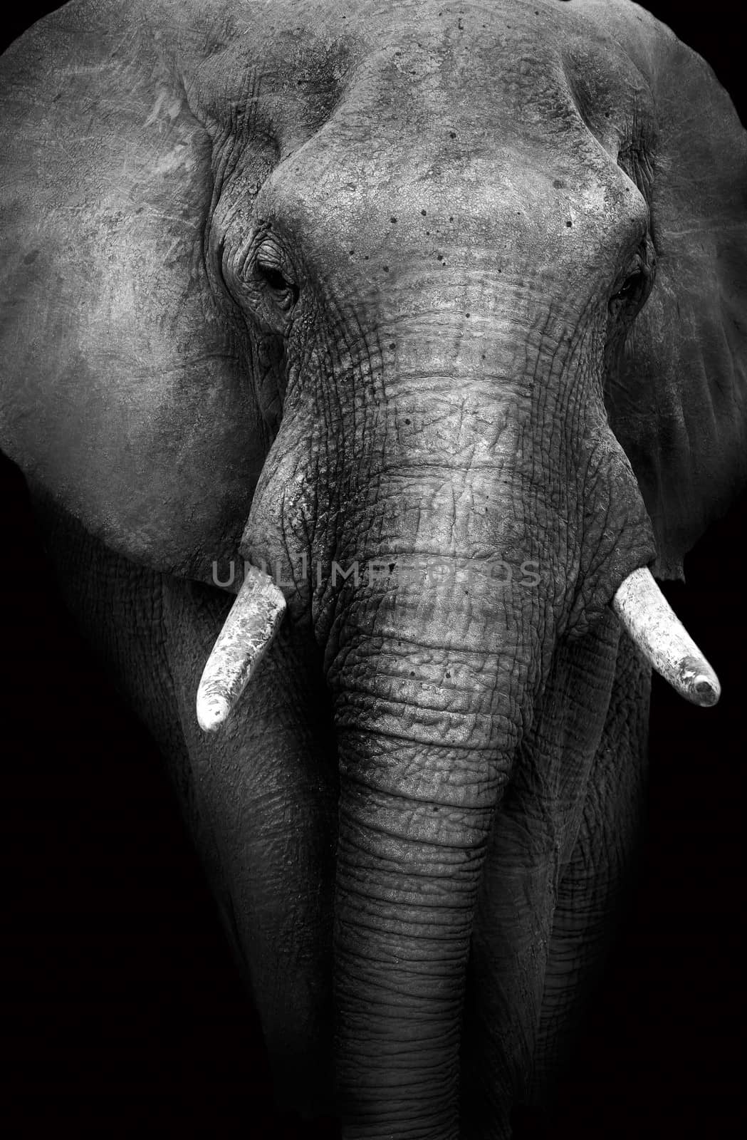 Artistic monochrome image of a wild African Elephant in low key