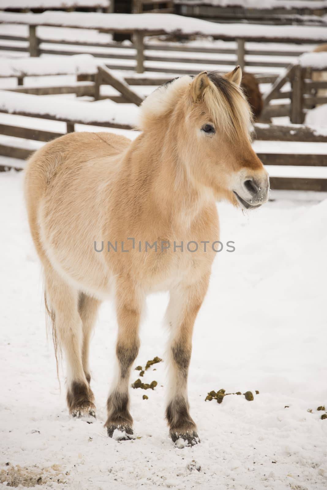 Winter and snow, and a horse in the farmyard