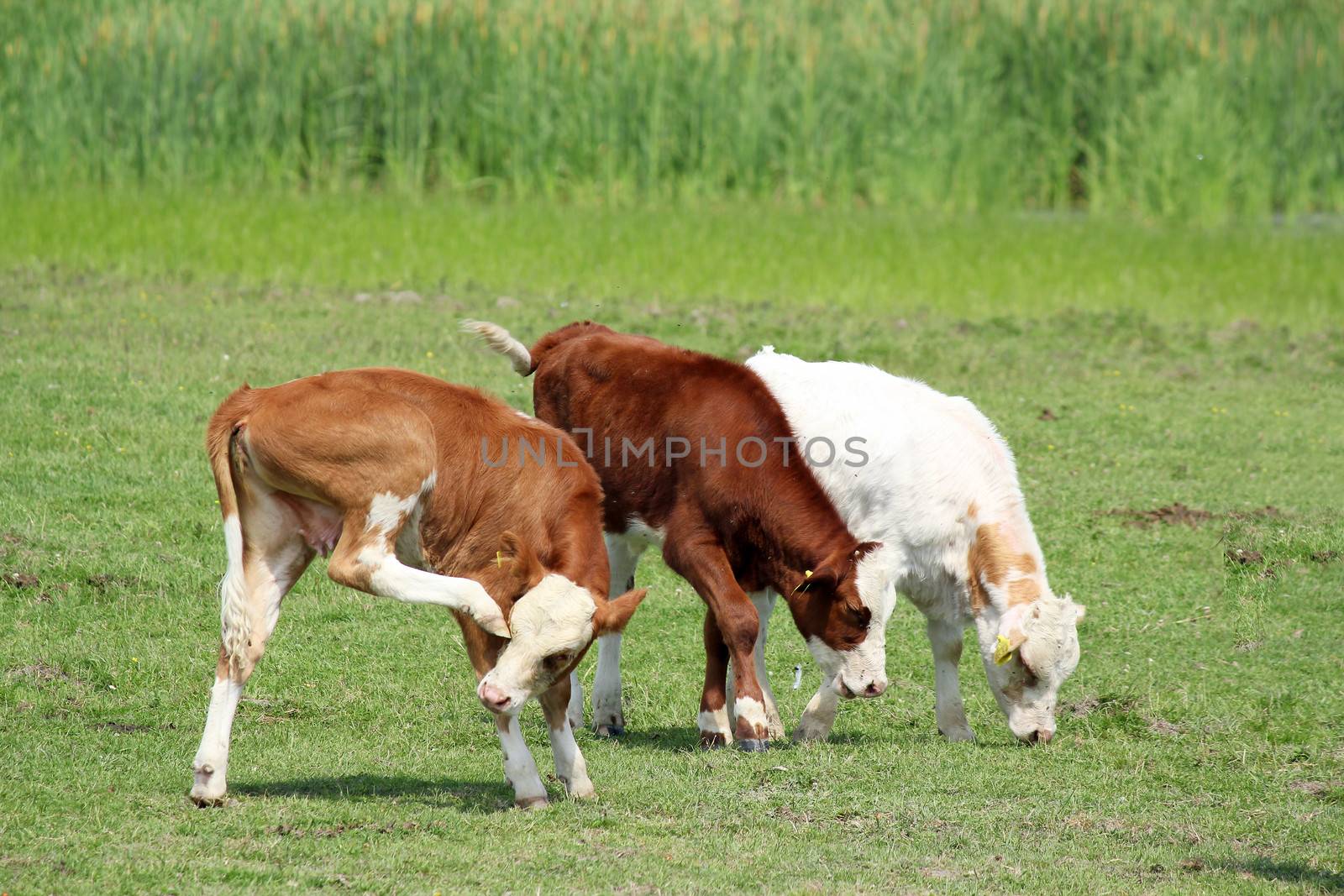 three cow calf on pasture by goce