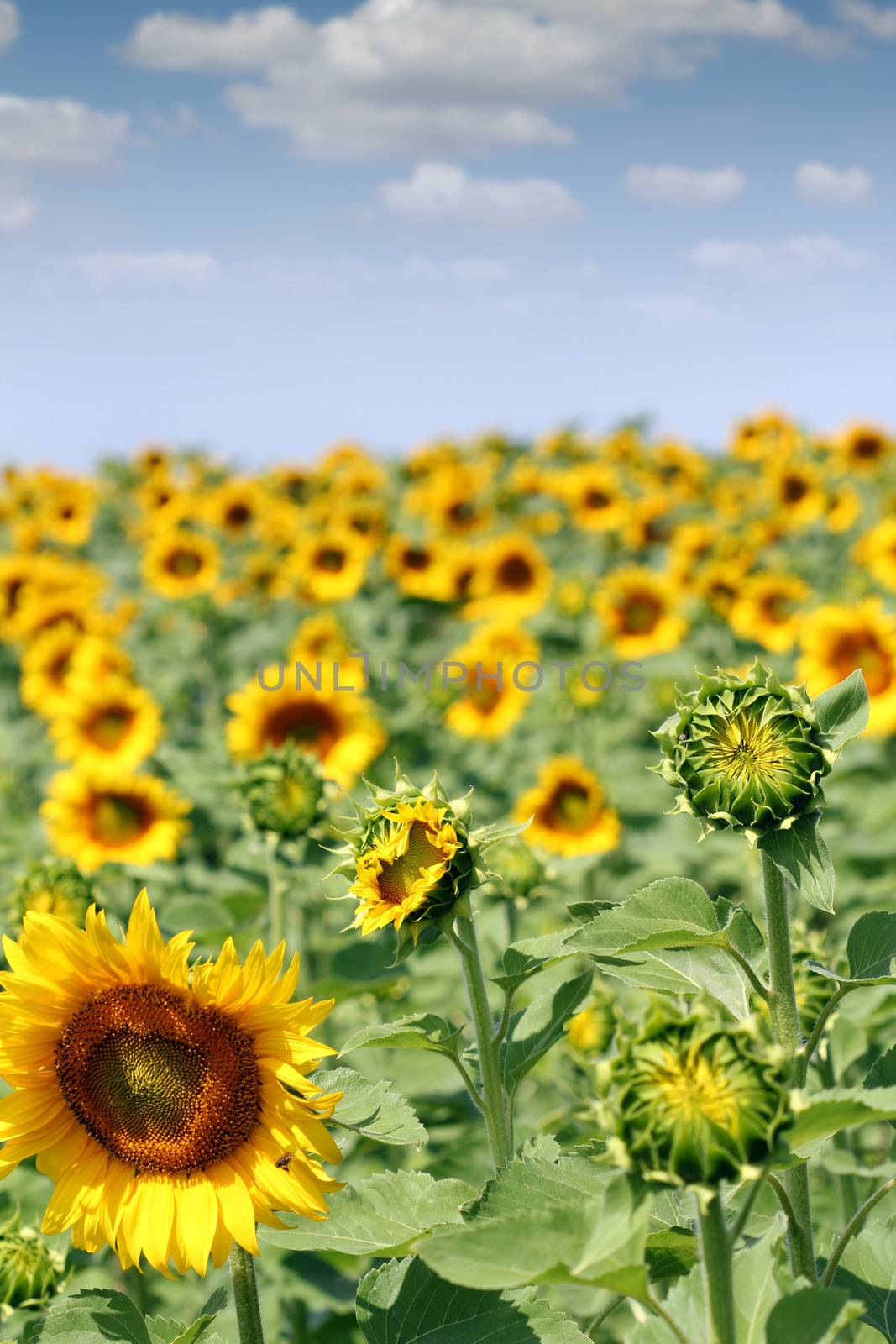 bright sunflower field agriculture industry by goce