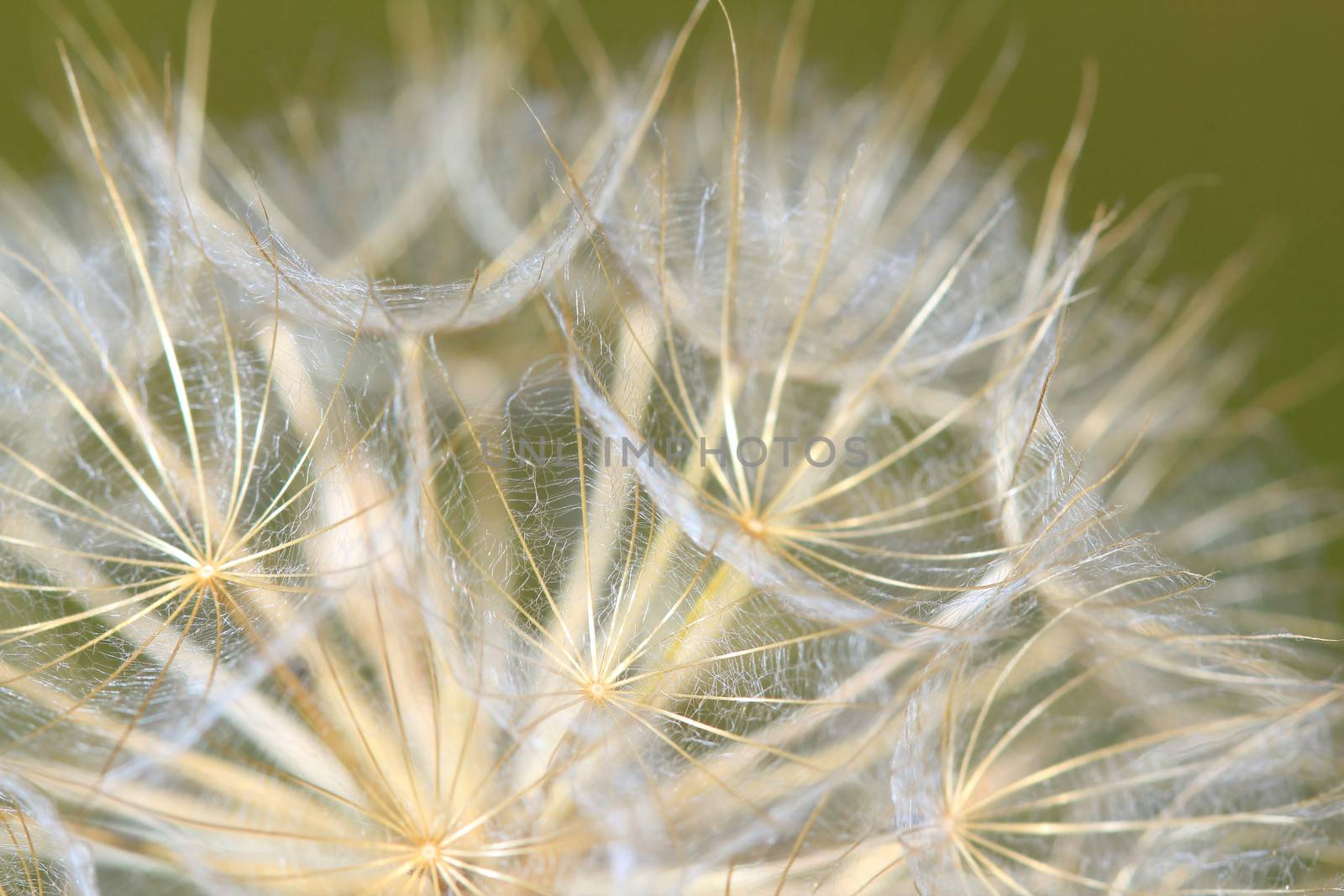 dandelion close up nature background by goce