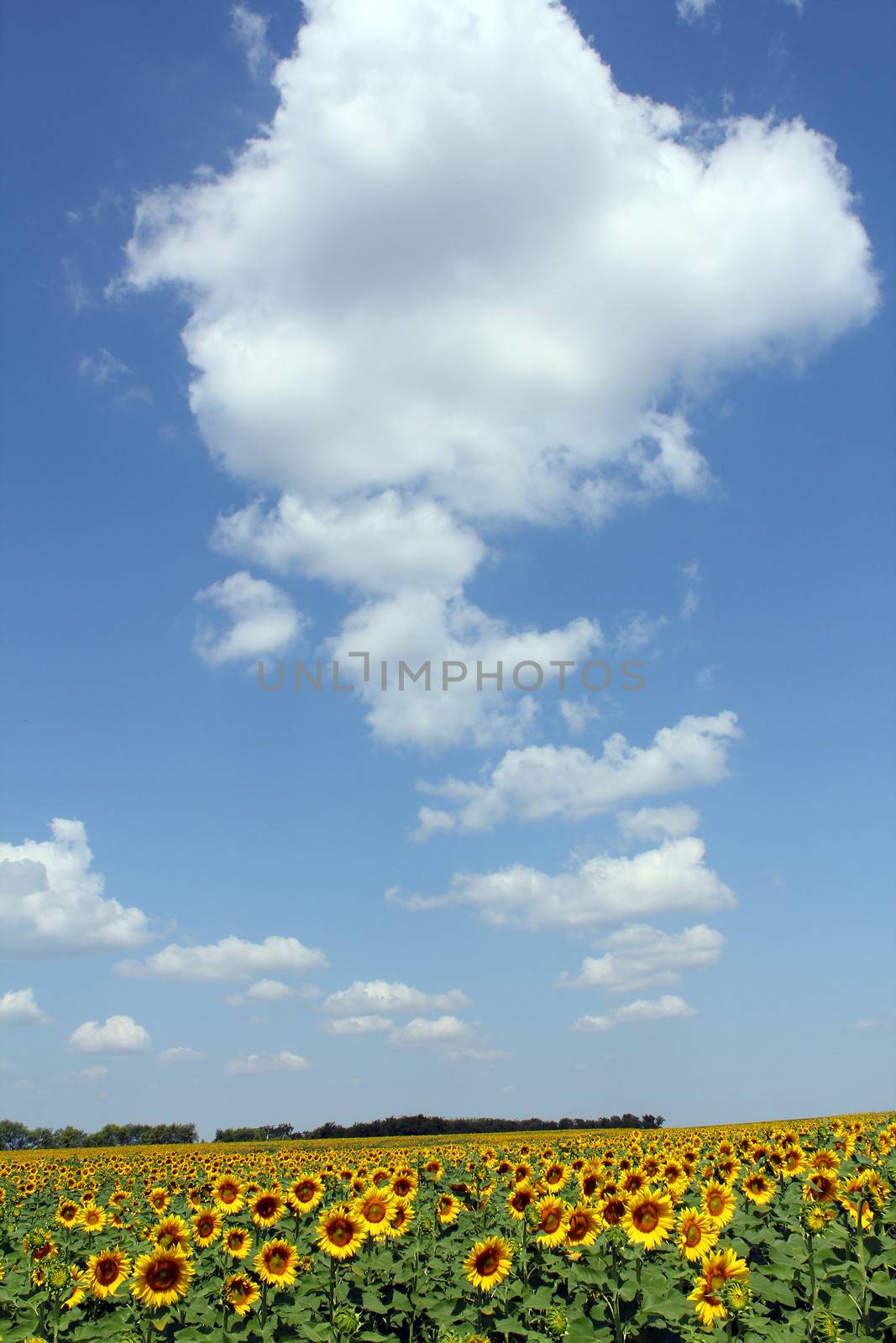 sunflower field with blue sky and clouds