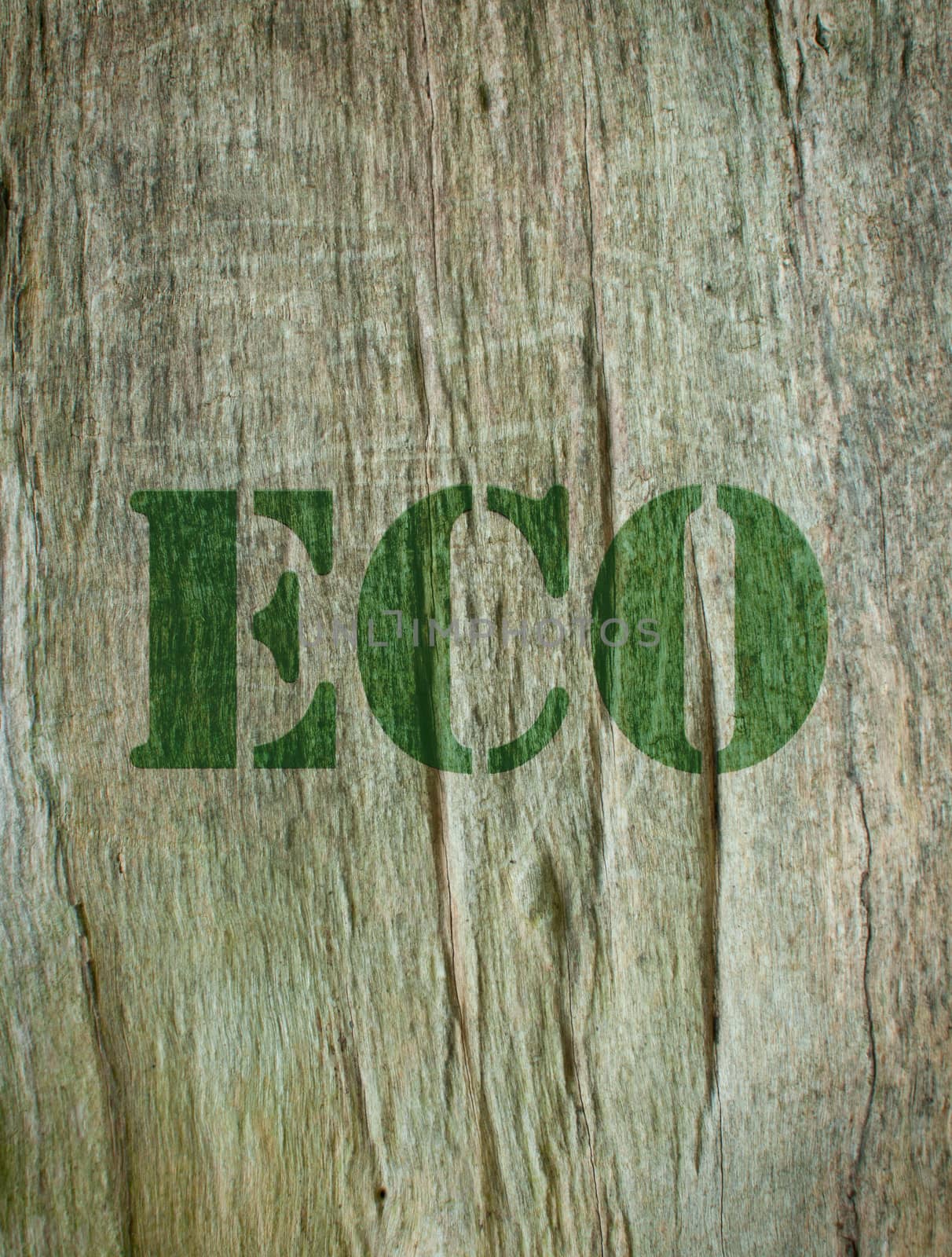 The word eco etched into the bark of a tree 