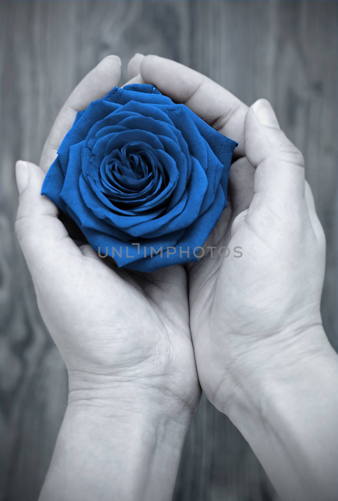 Hands holding a blue rose 
