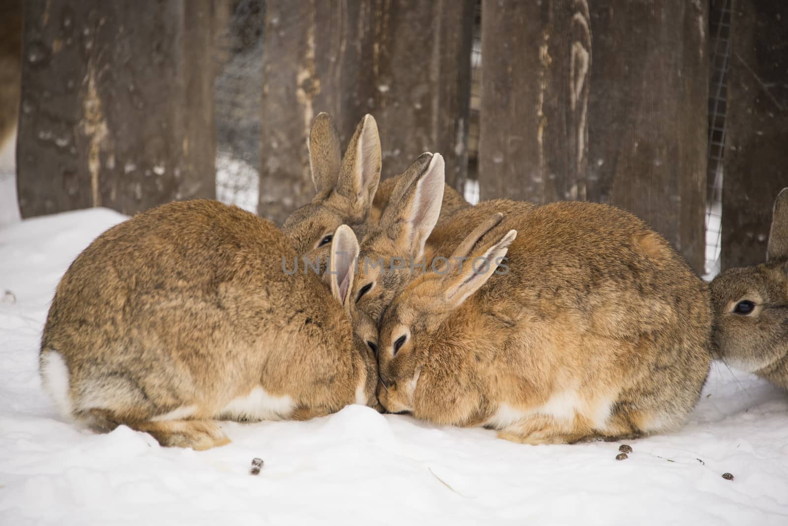 A herd of brown rabbits in the snow