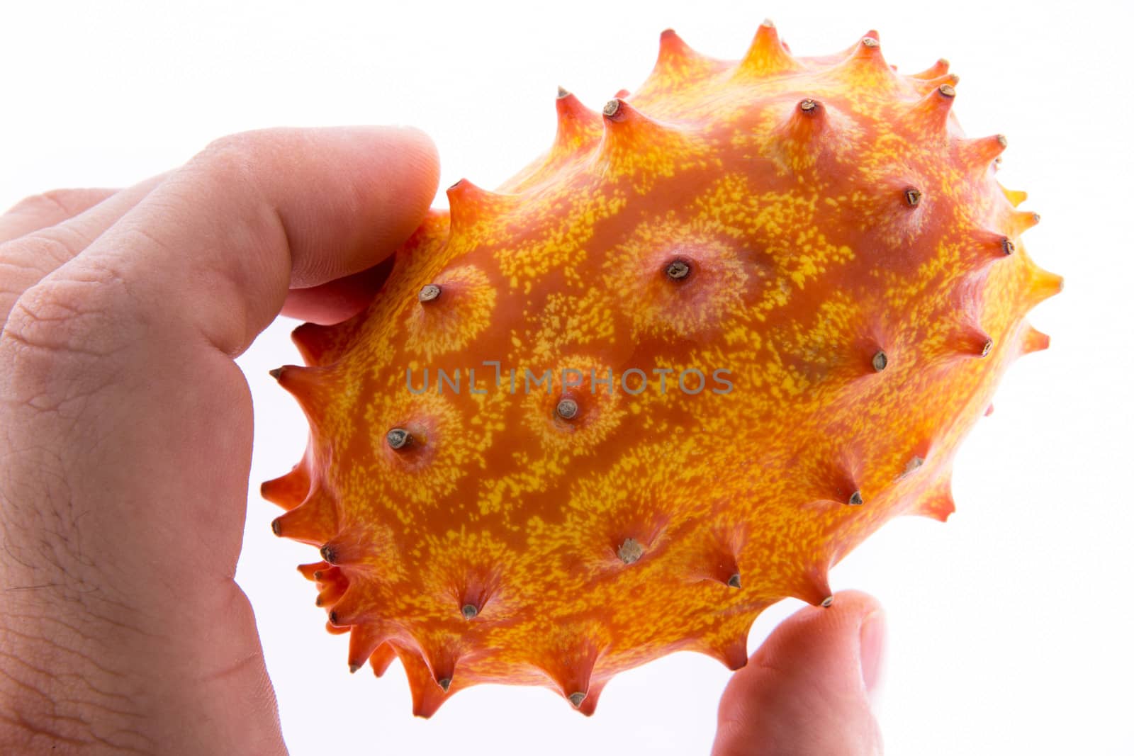 Closeup of the fingers of a man holding a ripe kiwano or horned melon, a cucurbita with an orange spiky rind with a mild tangy pulpy flesh usually eaten raw
