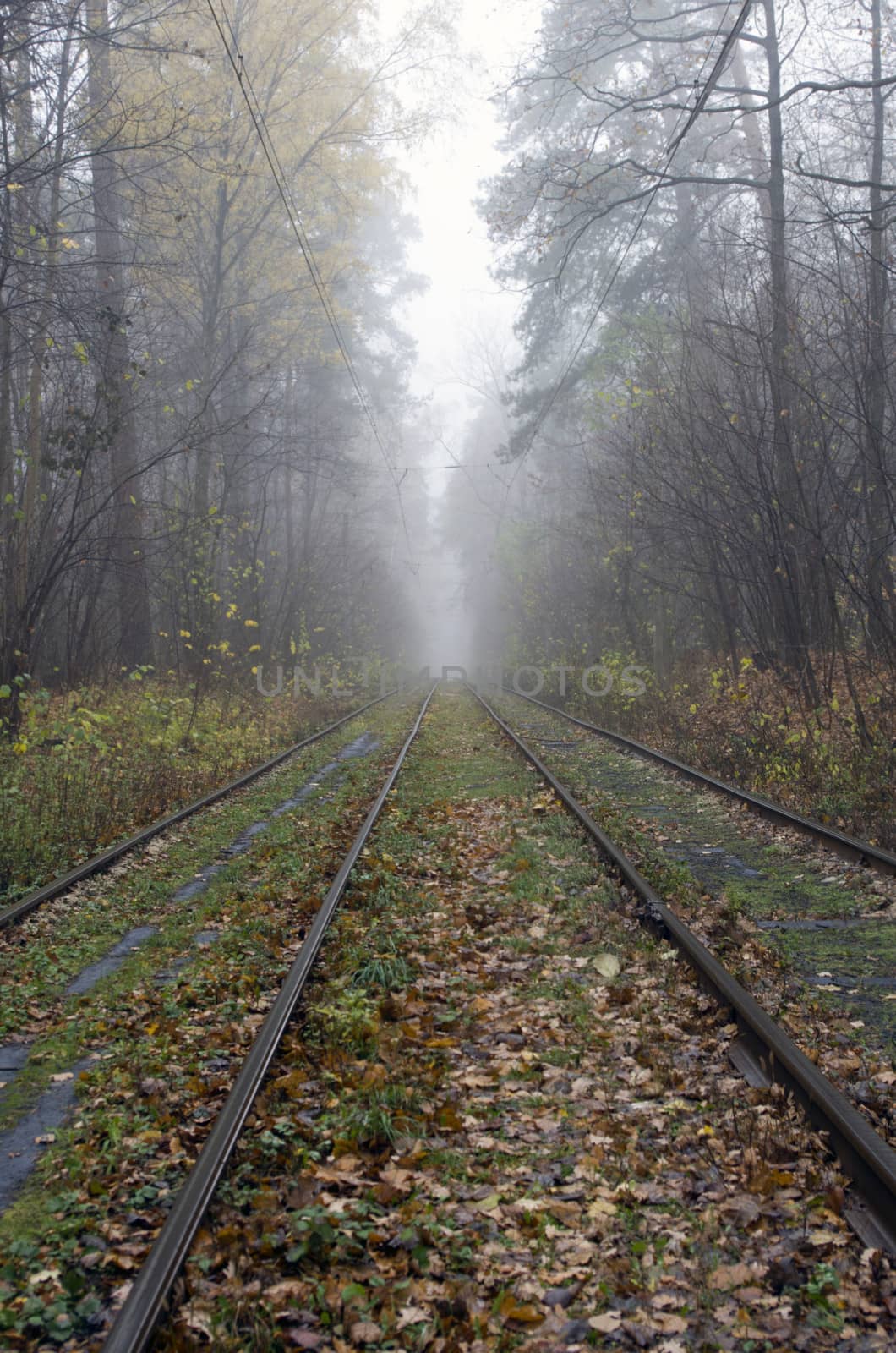 Railroad track winding through forest