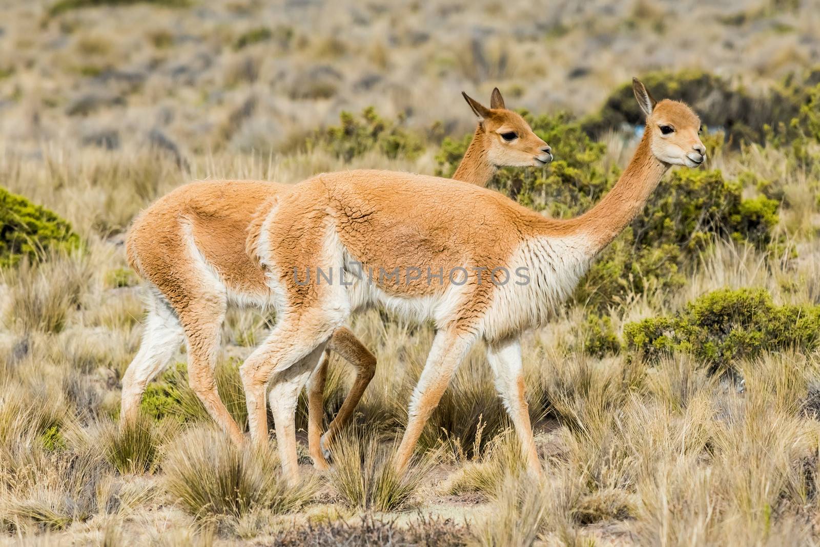 Vicunas in the peruvian Andes at Arequipa Peru