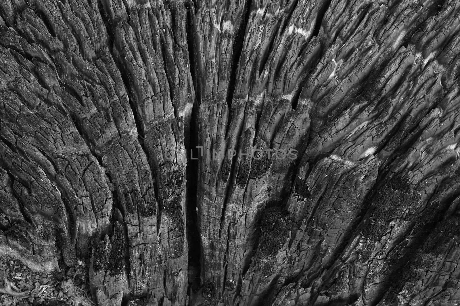 Close-up of burnt wood