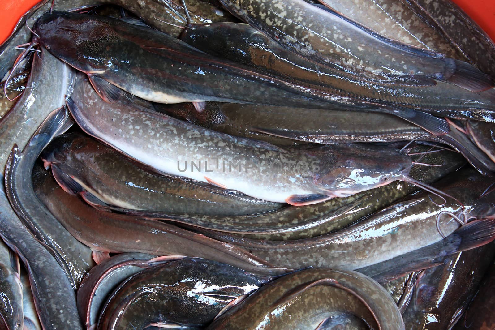 Catfish in market, Thailand