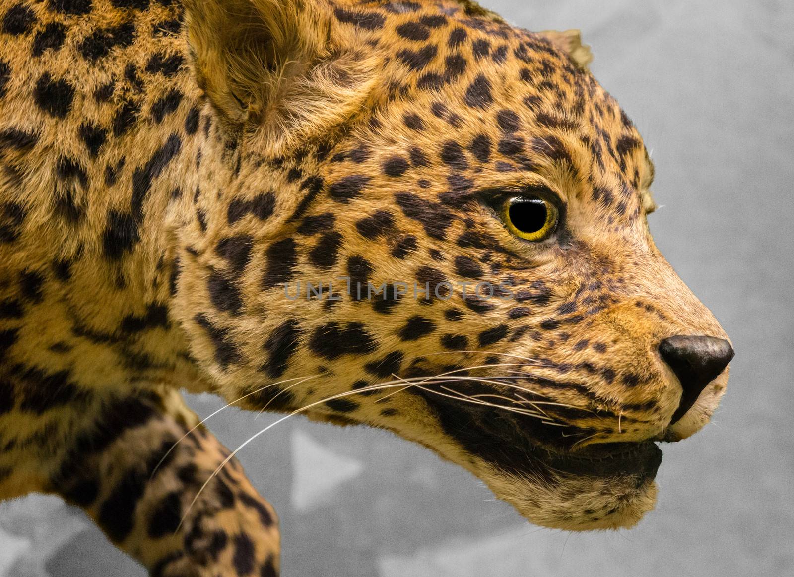 Leopard by gilmanshin