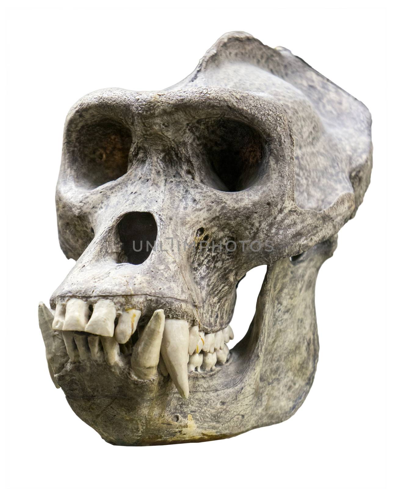 Gorilla skull by gilmanshin